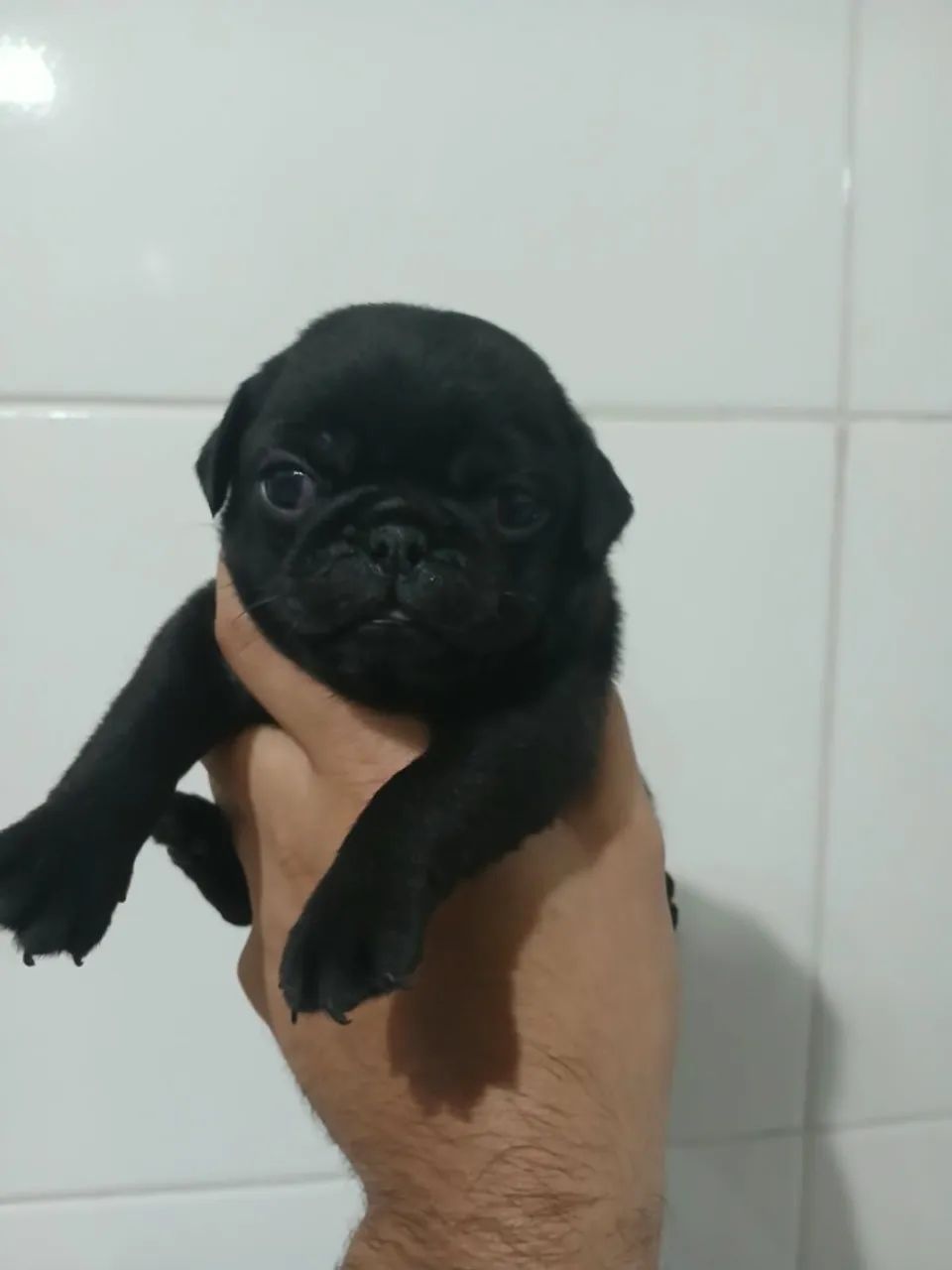 pug macho