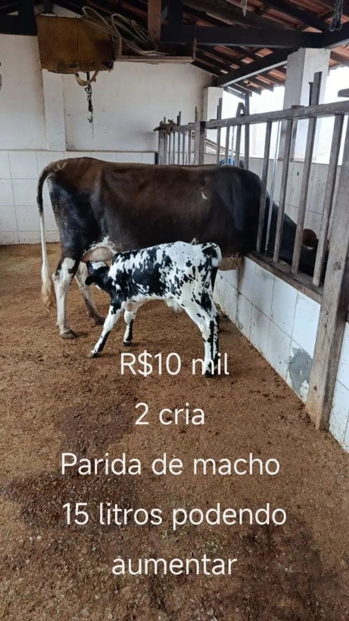Vacas de leite