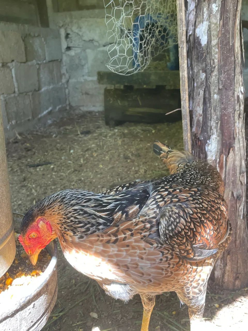 Galo e frangos índio  - Foto 3