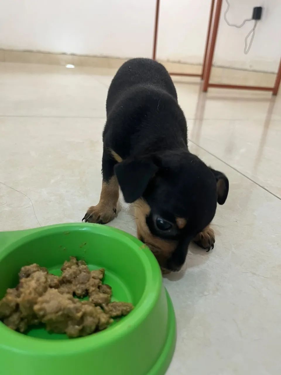 Cachorro  - Foto 3