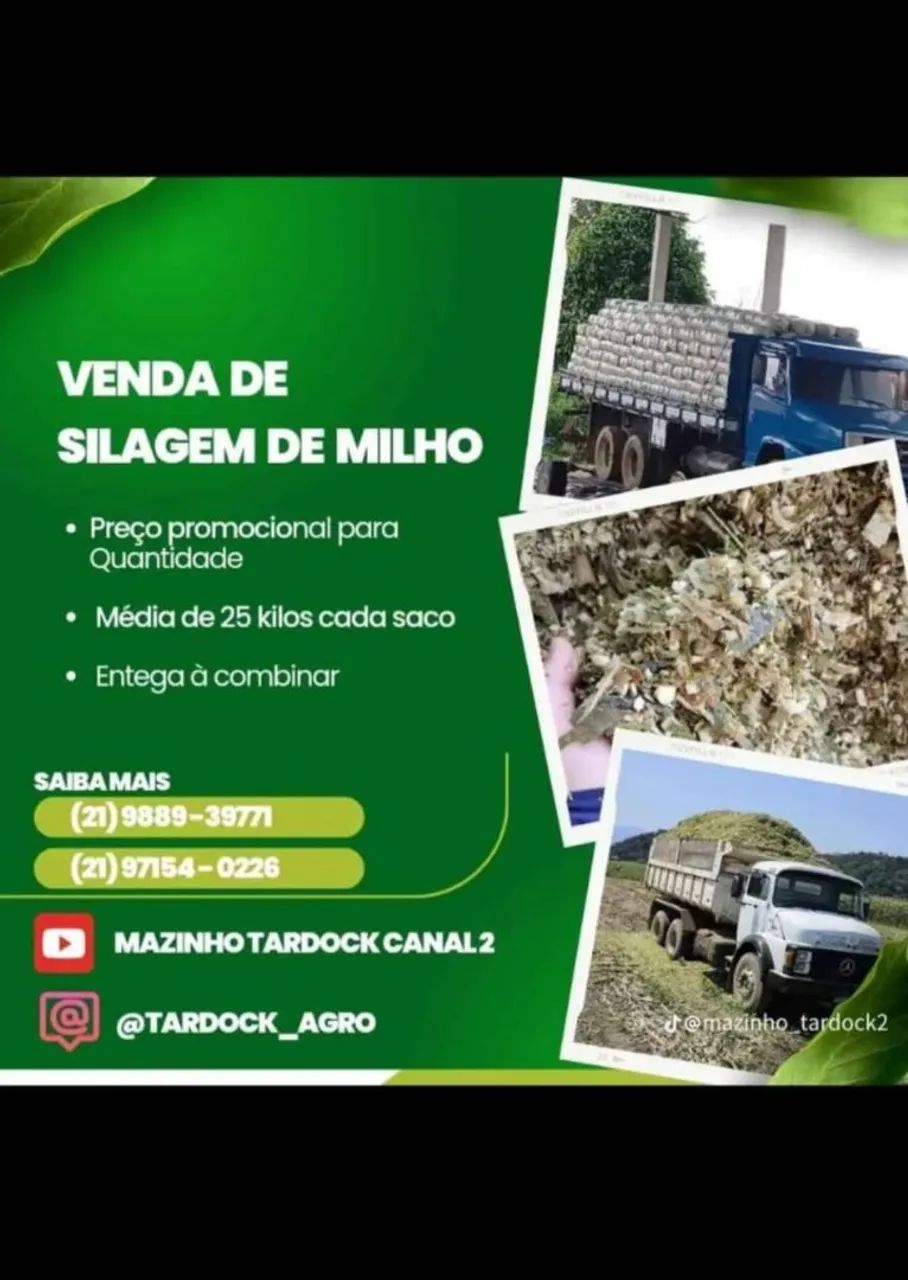 Silagem de milho verde - Foto 3