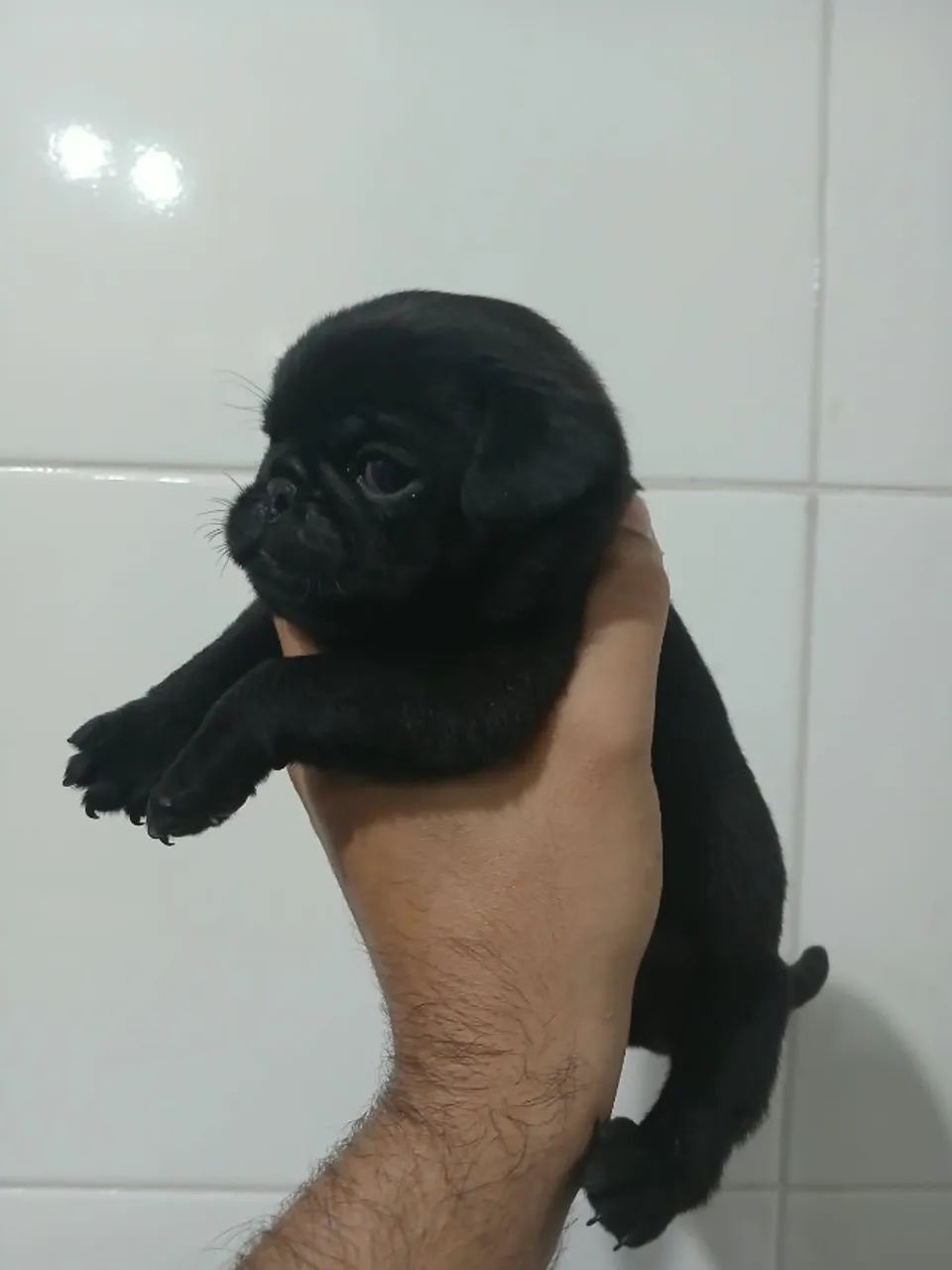 pug macho - Foto 2