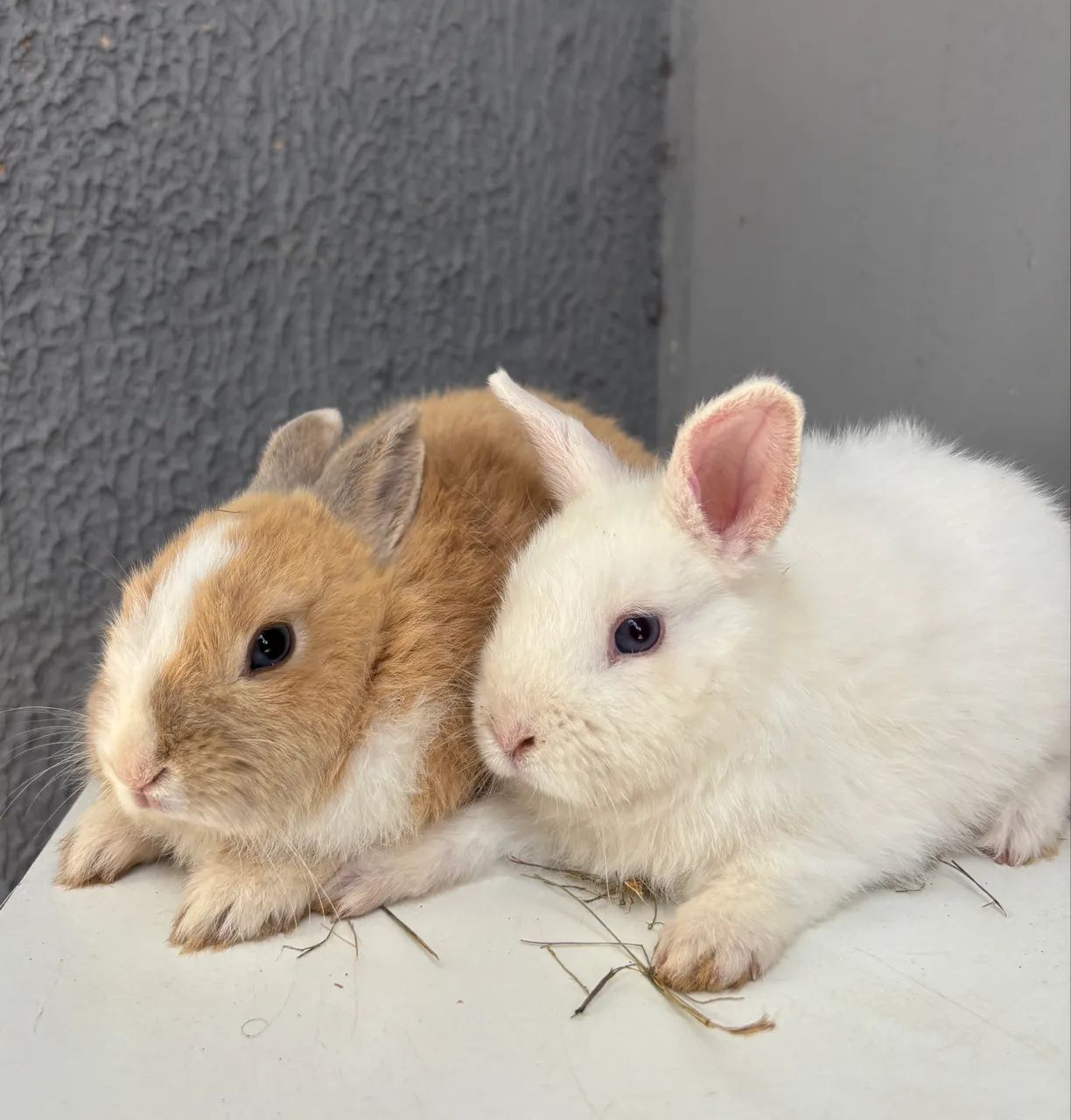Filhotes de mini coelho, ótimos pets 