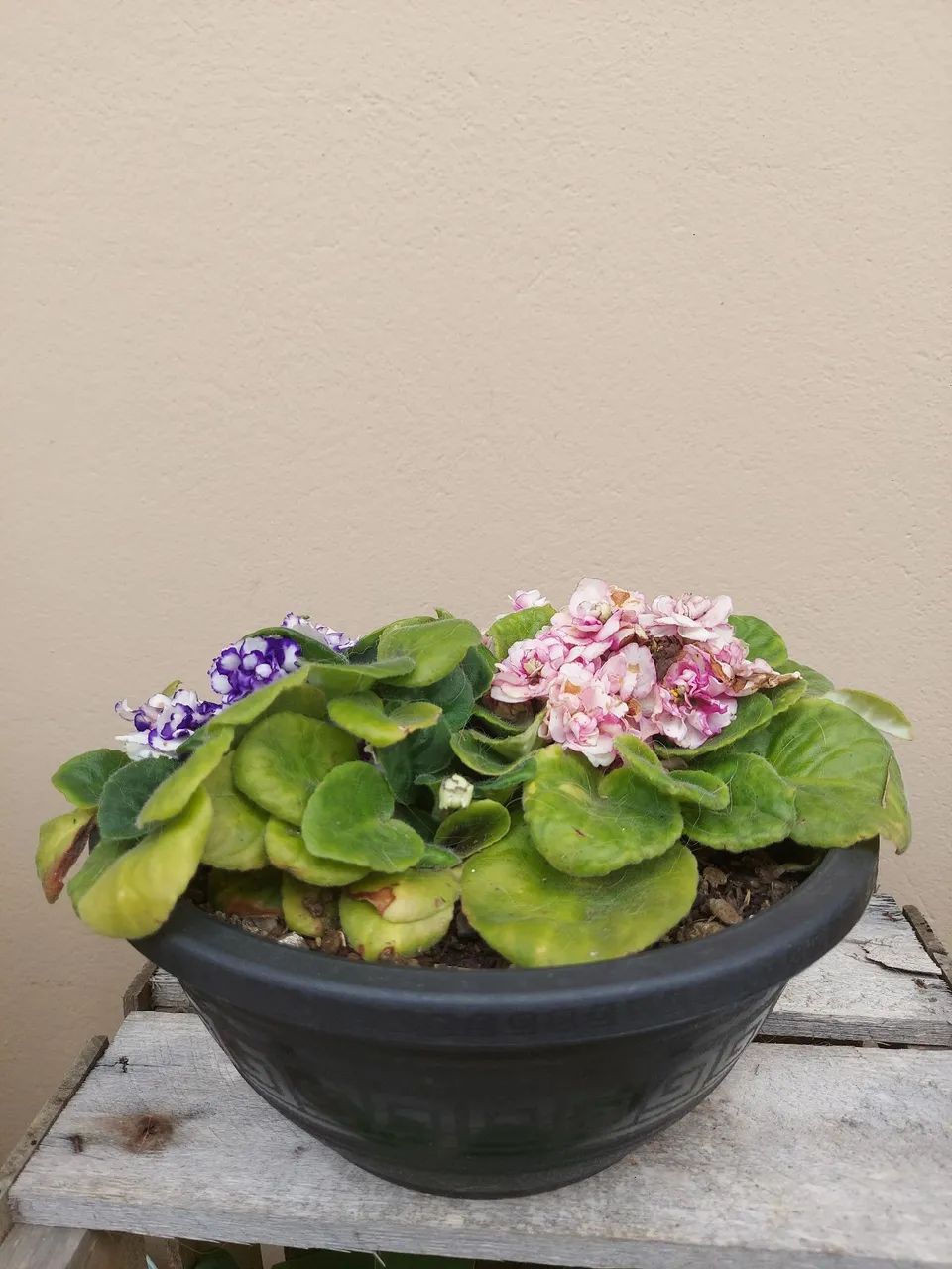  Violetas R$ 30,00 - Foto 2