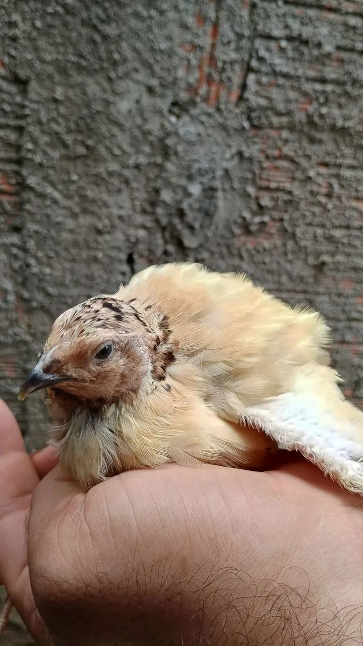 Codorna gigante  - Foto 4