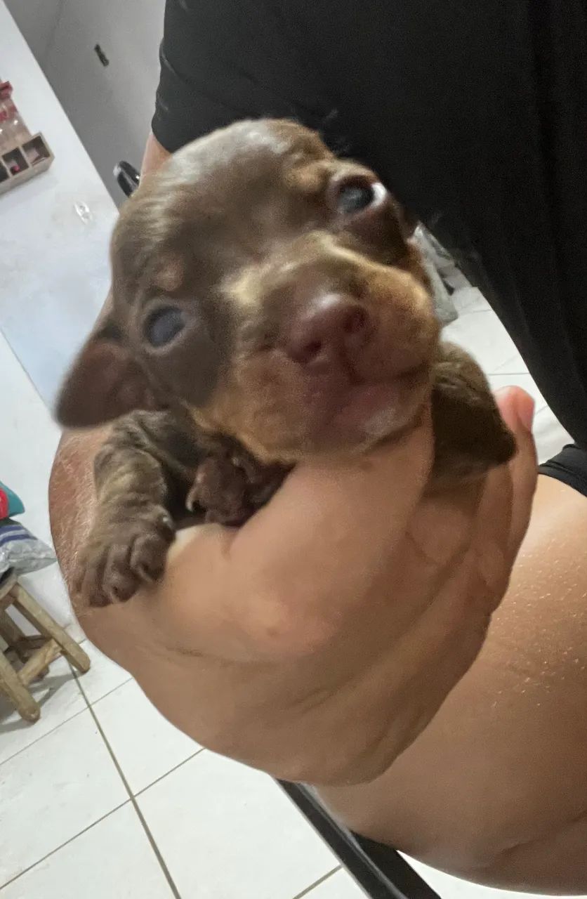 Pinscher número um - Foto 5