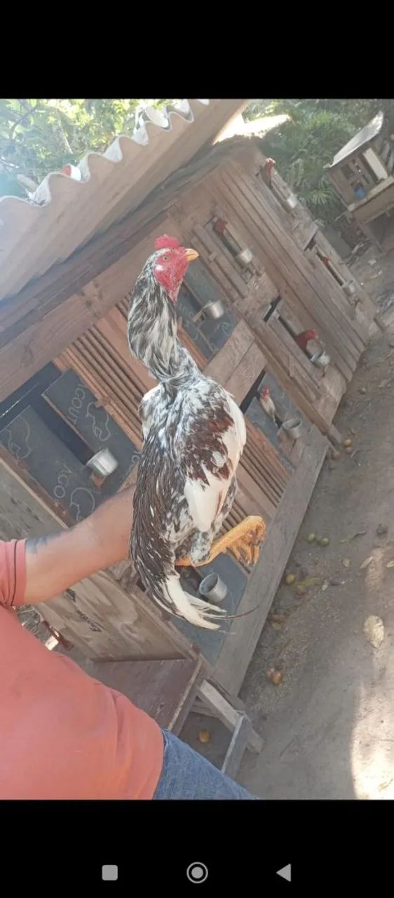 Frango 