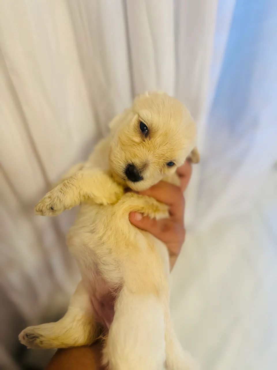 Poodles maltês  - Foto 2