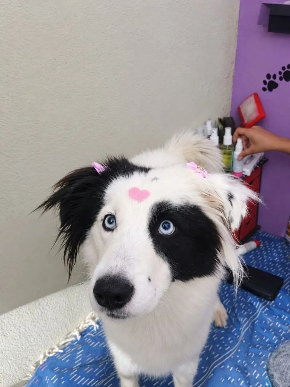 Adoção Responsável - Foto 3