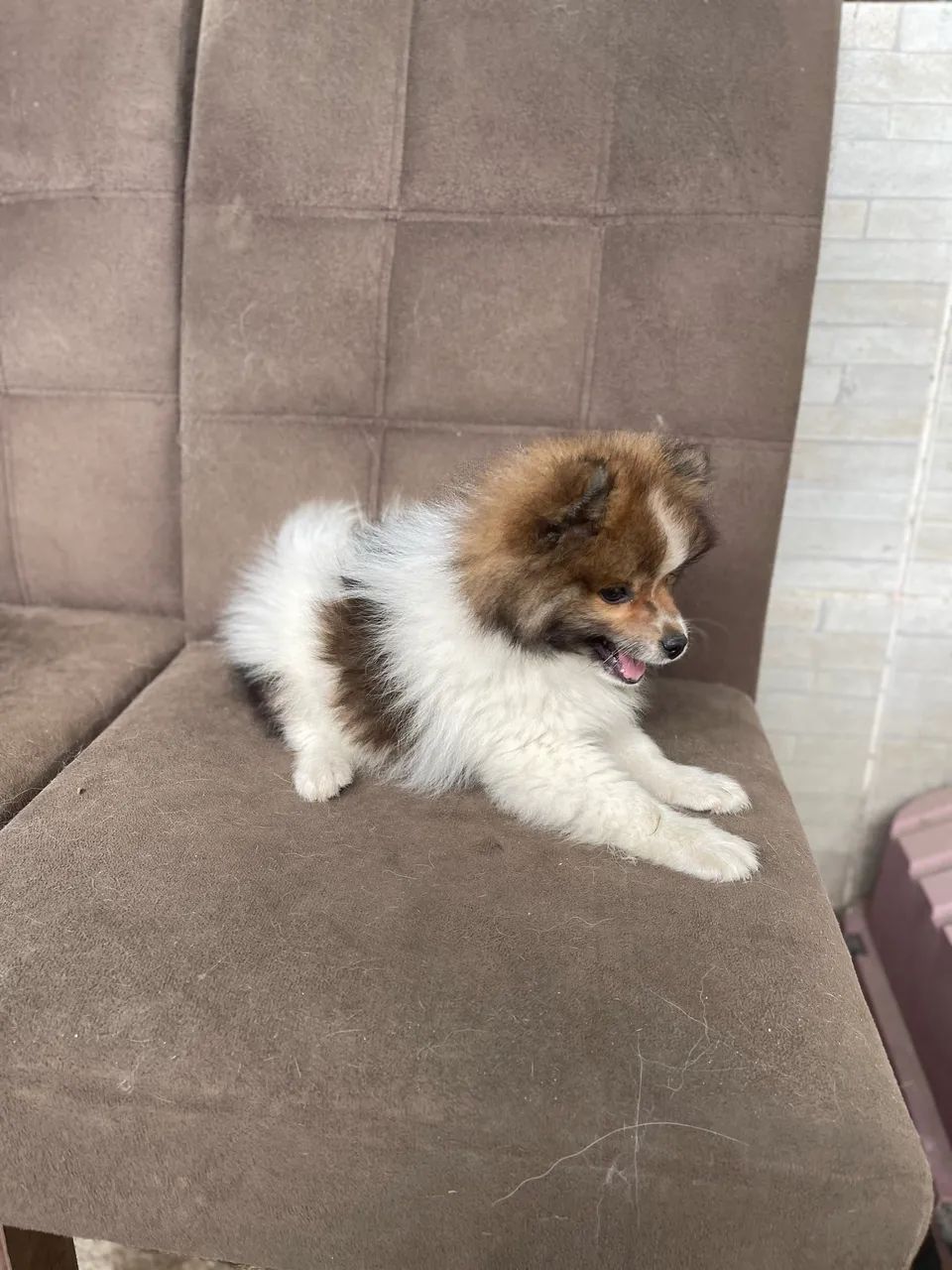 Cachorro  - Foto 3