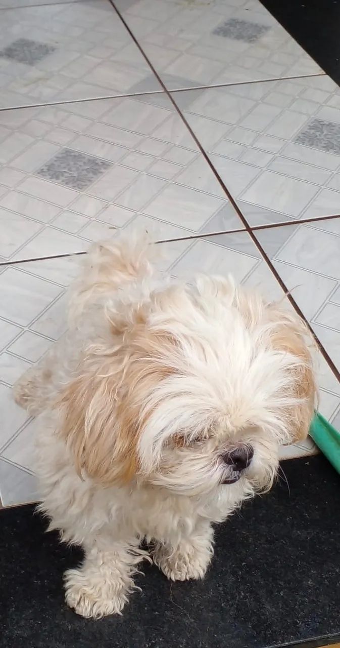 Cachorro - Foto 2