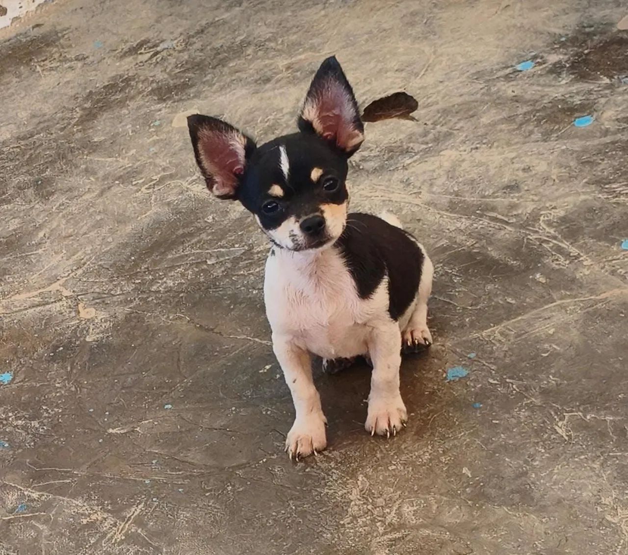 Chihuahua macho 