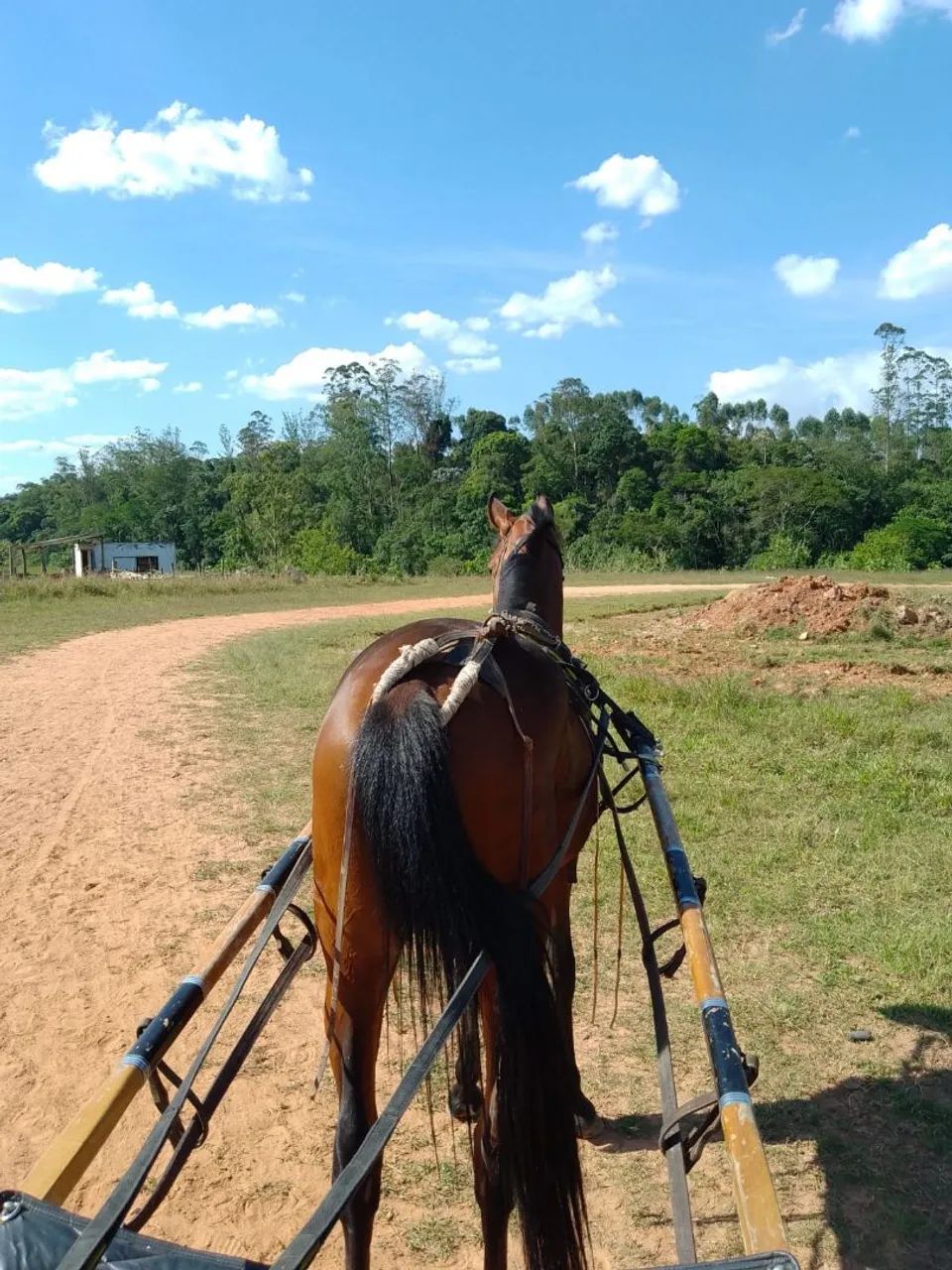 Venda ! Potro Puro Nacional