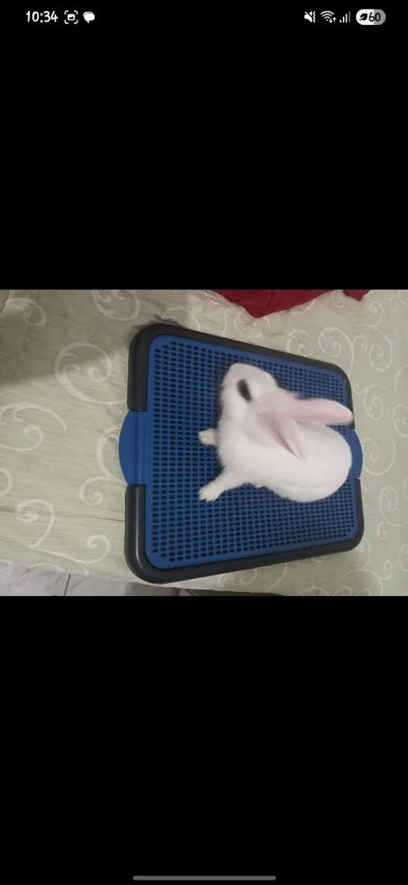 VENDO COELHO COM TODOS OS ACESSÓRIOS E COMIDA!! - Foto 2