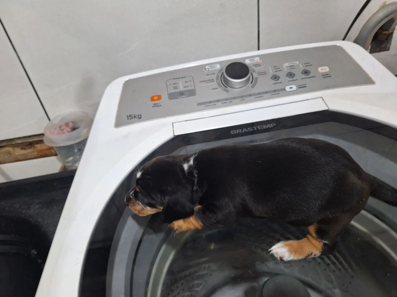 Dachshund ou salsicha  - Foto 5