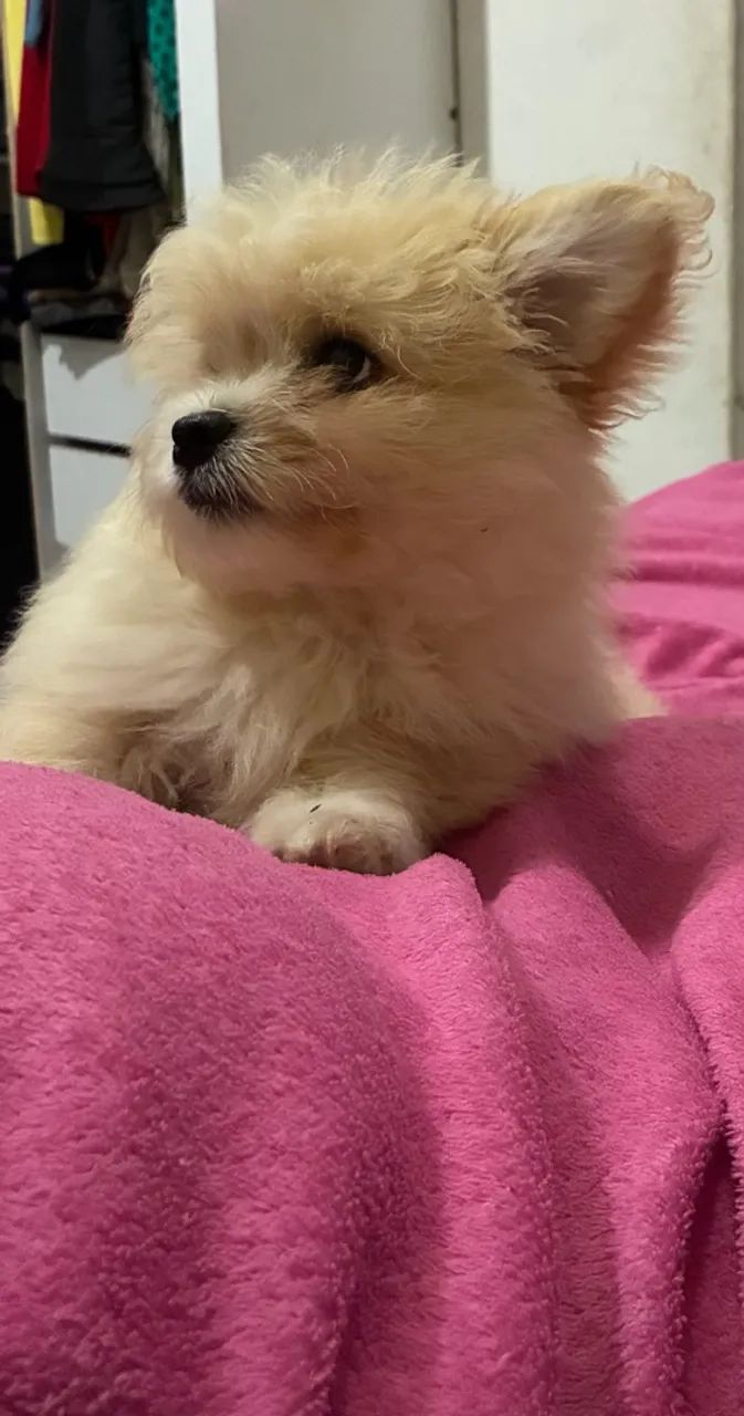 Filhote macho de Spitz com Maltês ? 3 meses ? - Foto 2