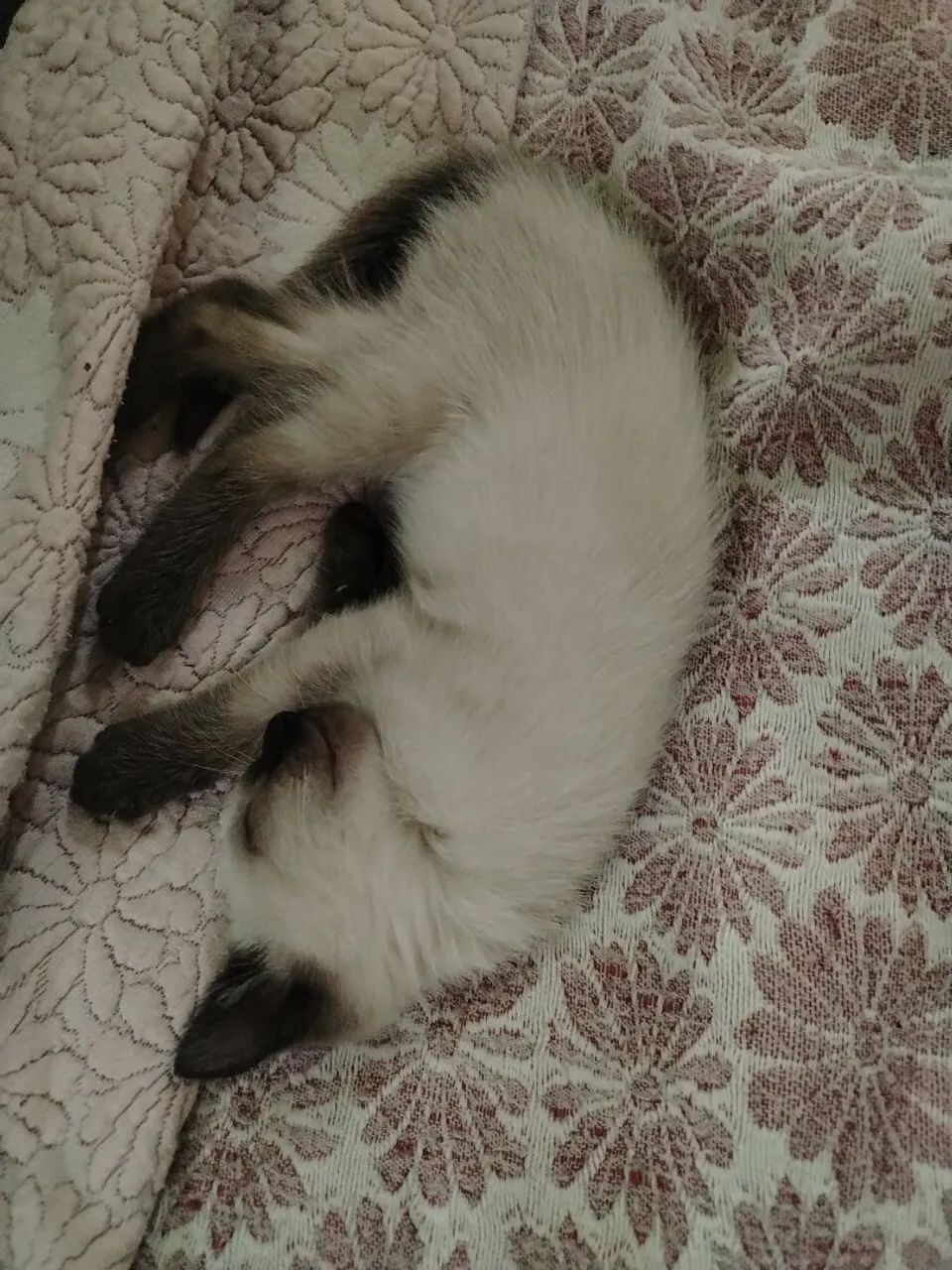 Gatinha 