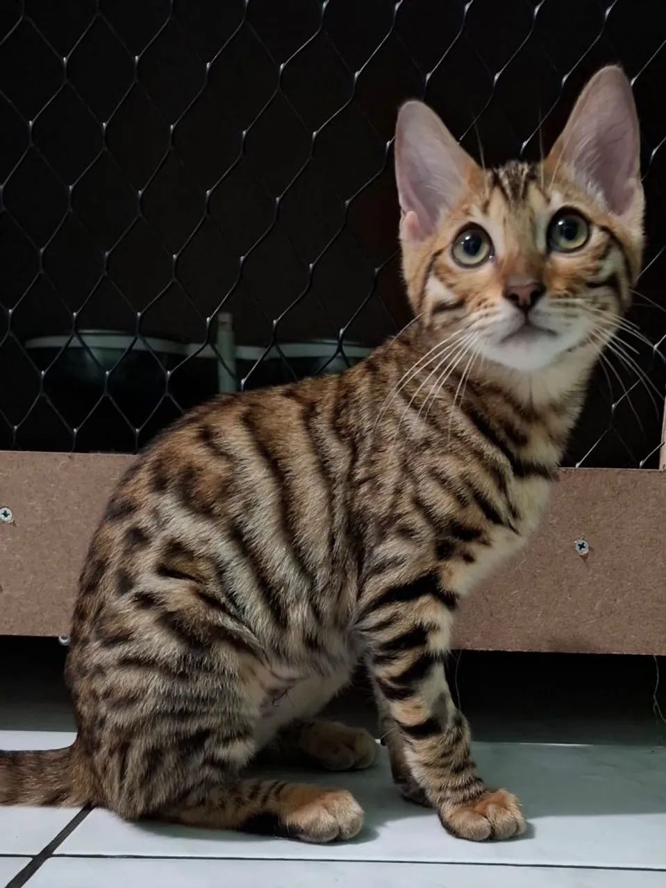 Bengal Disponível  - Foto 2