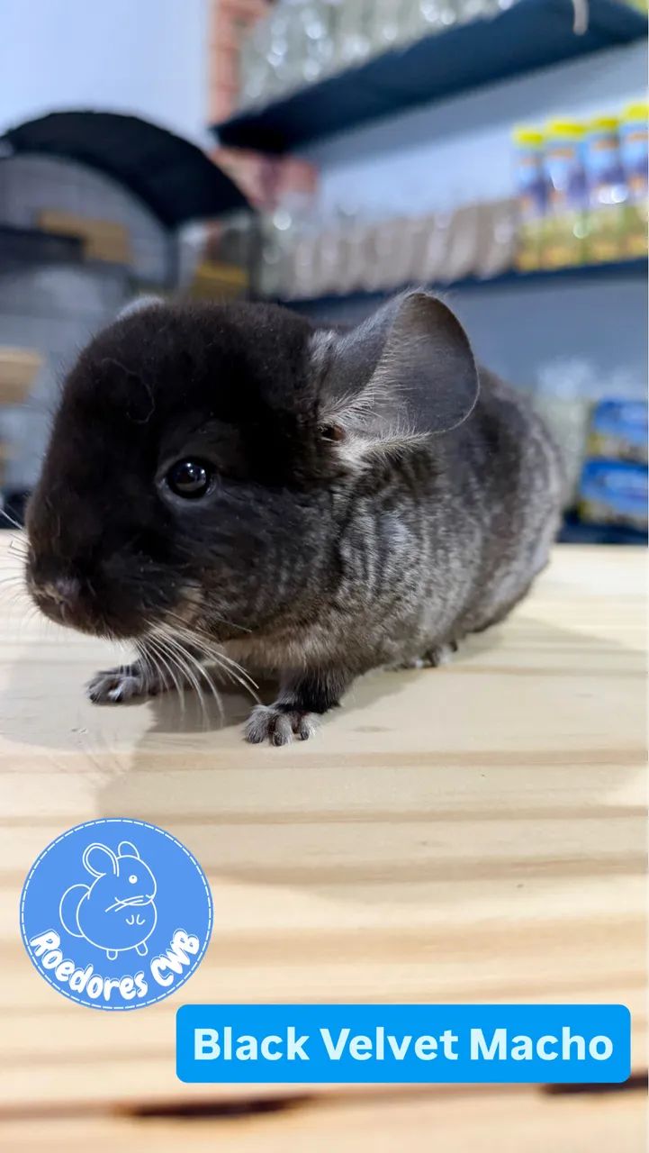 Chinchilas Várias Cores (Roedores CWB)  - Foto 2