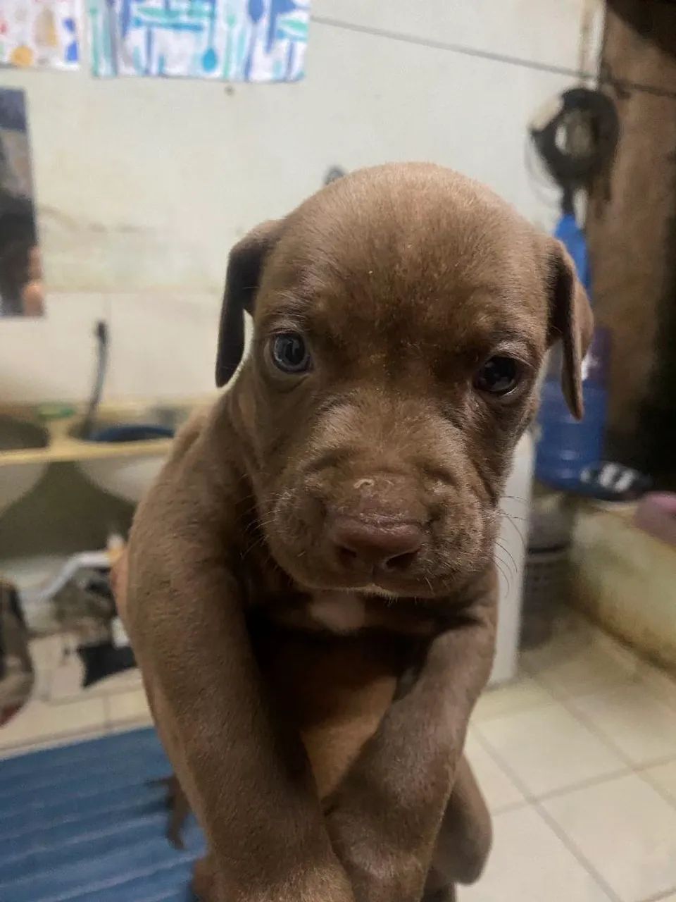 Filhote pitbull 