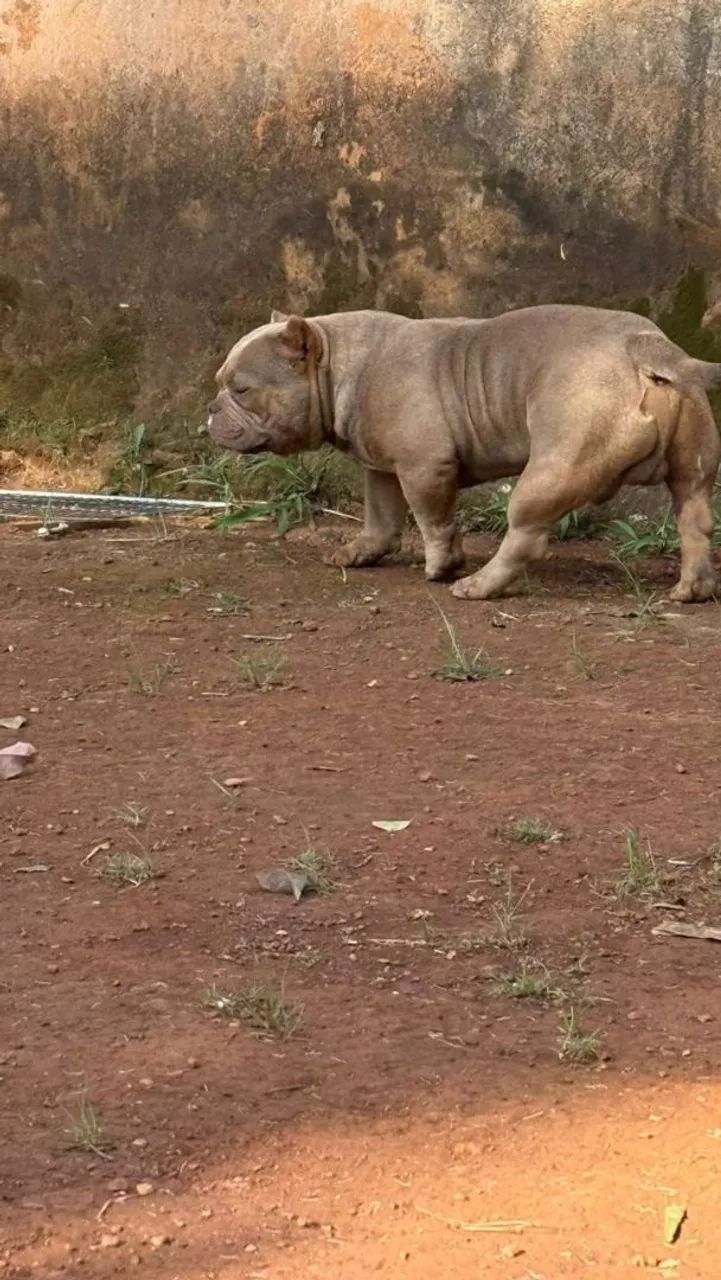 American bully  - Foto 5