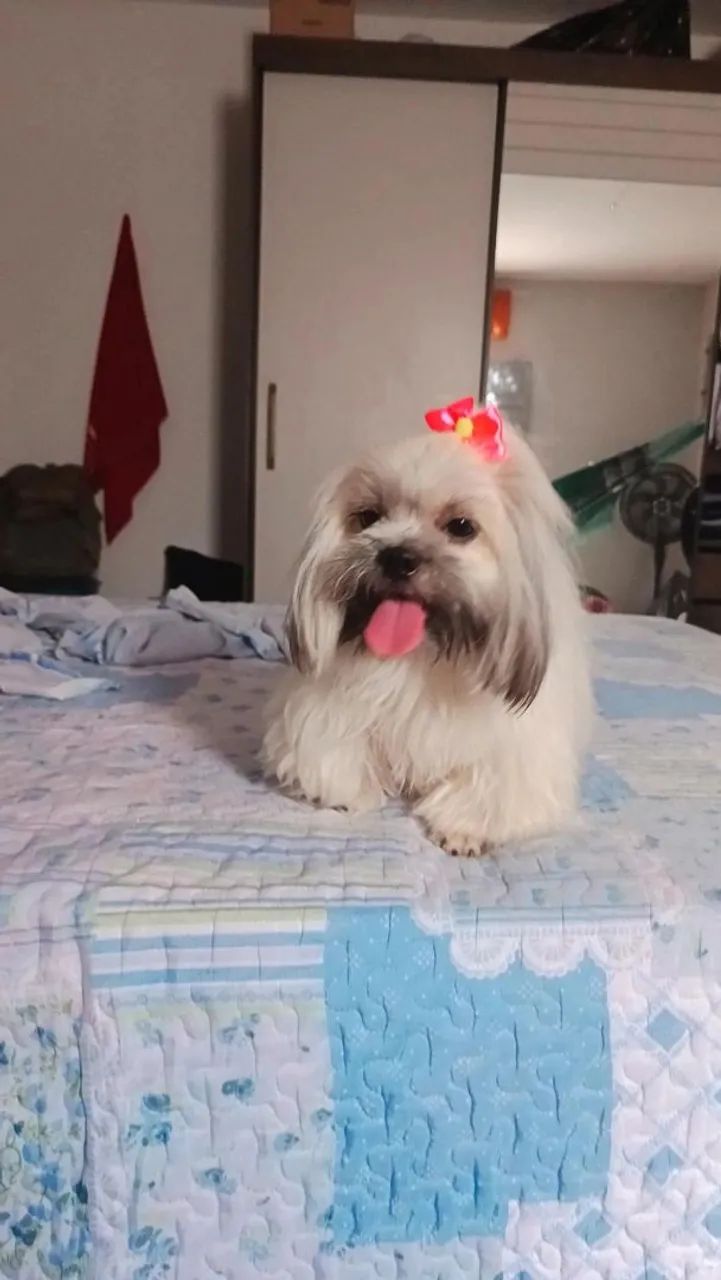 Cachorro  - Foto 2