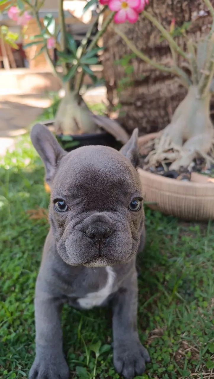 Buldogue francês blue 