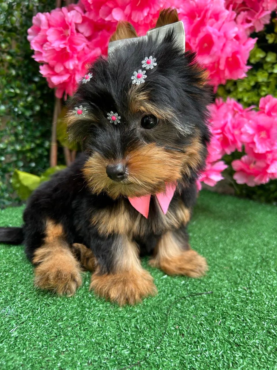 Yorshire Terrier  - Foto 2
