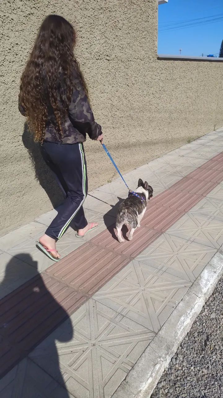 Bulldog Francês  - Foto 4