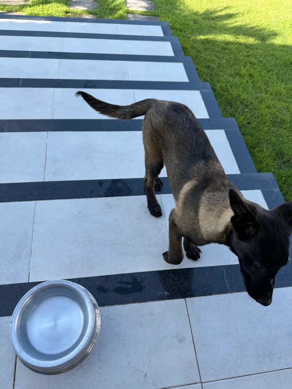 Pastor Belga Malinois - Macho com Pedigree CBKC - Foto 4