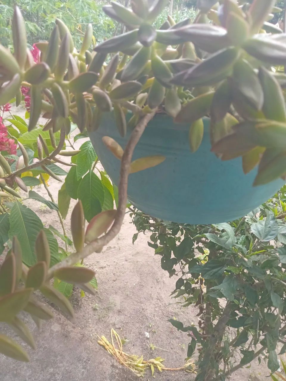 Plantas  - Foto 5