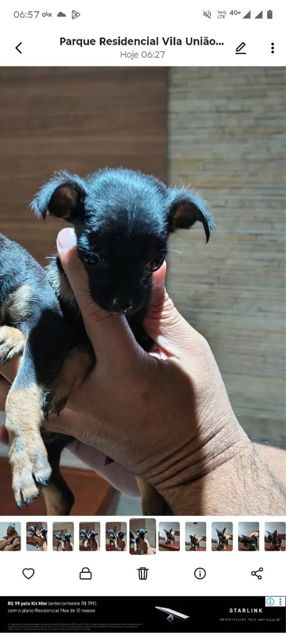 Pinscher 
