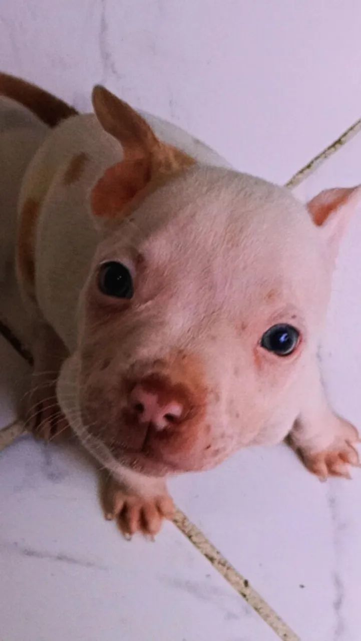Filhotes de Pitbull - Foto 3