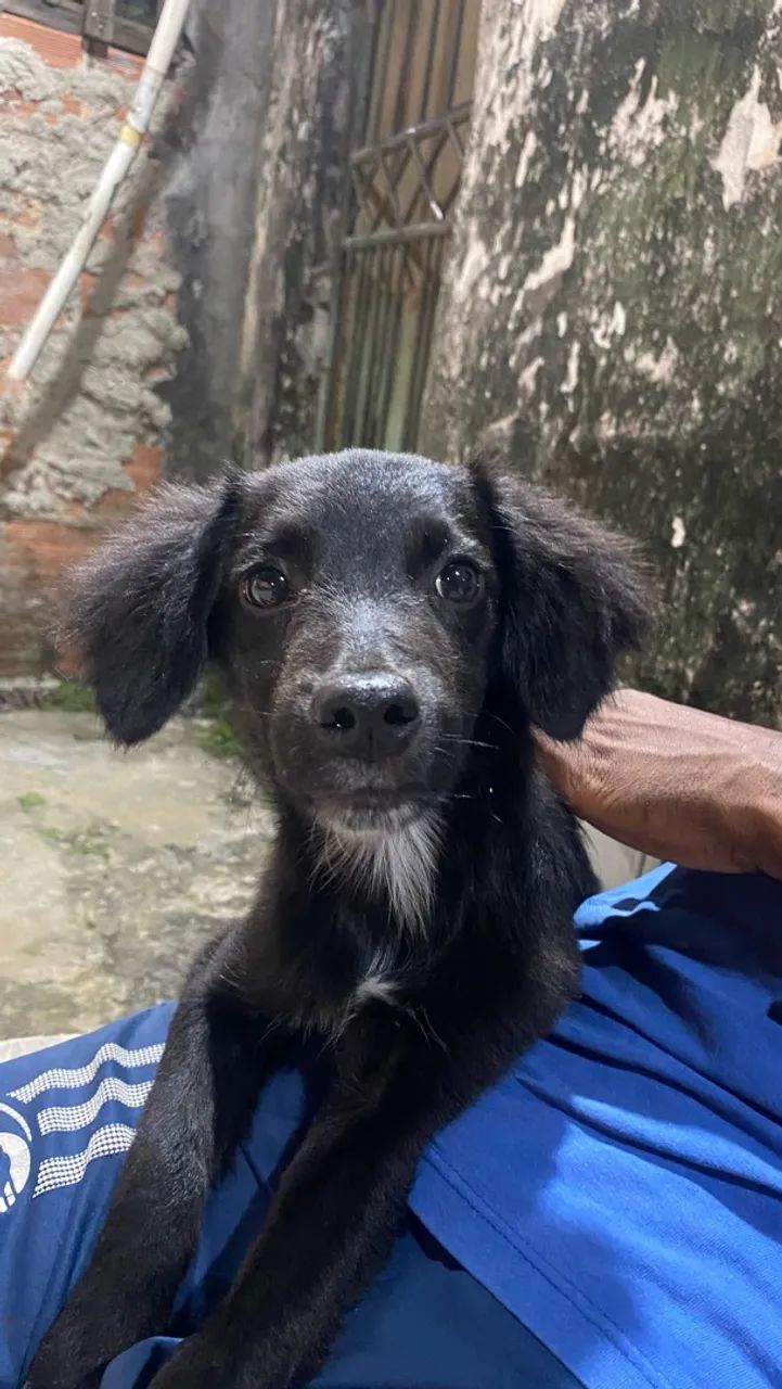 doação de cachorro  - Foto 2