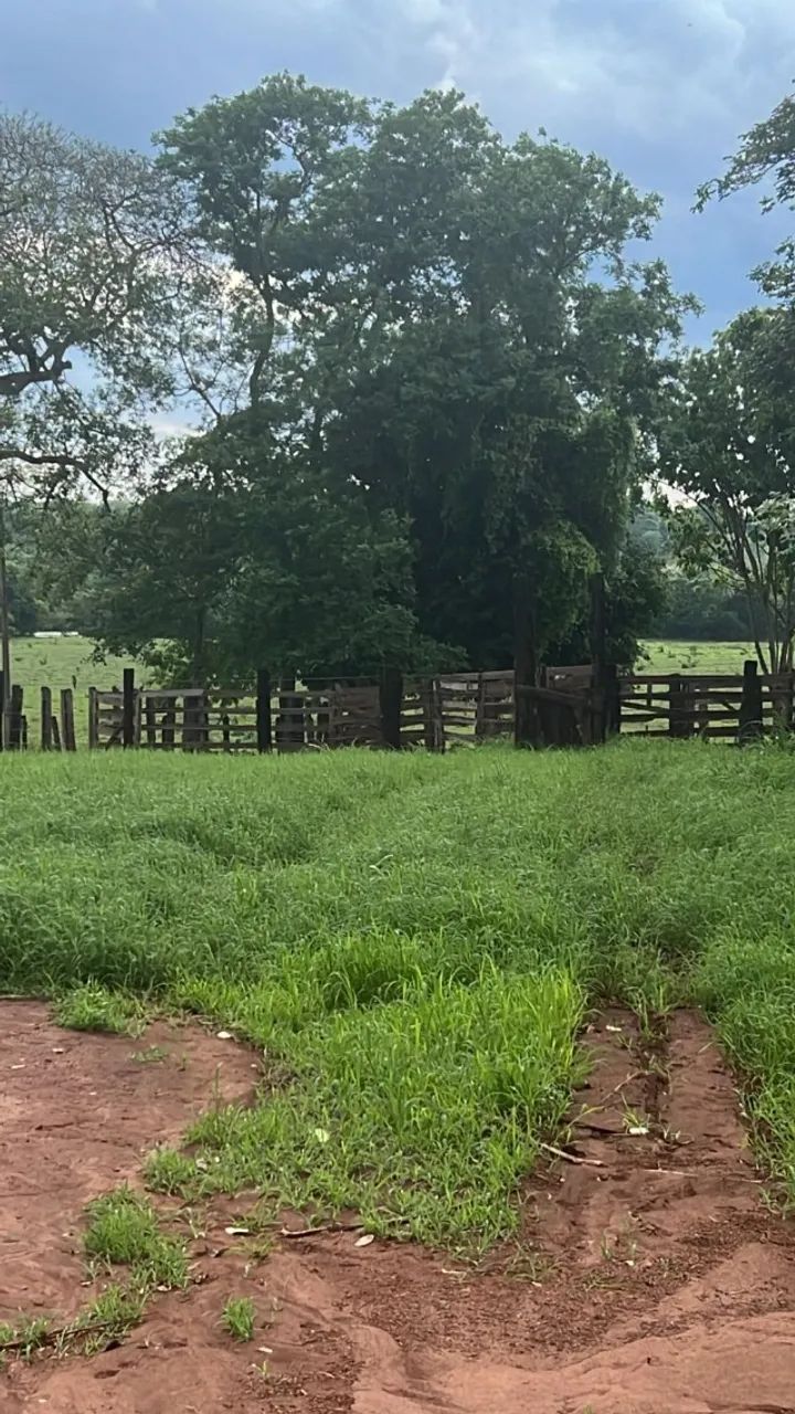 fazenda a venda na região de santa Helena de Goiás - Foto 5
