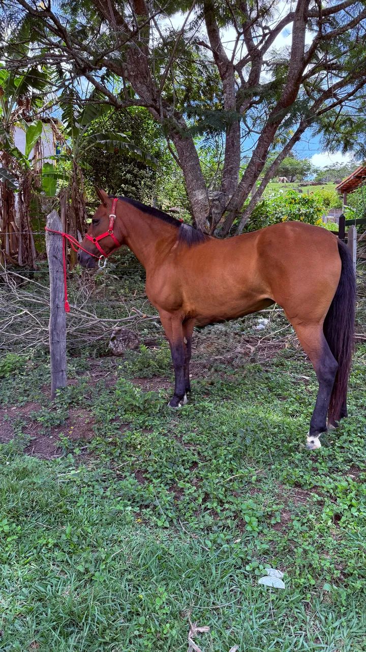 Égua Mangalarga  - Foto 2