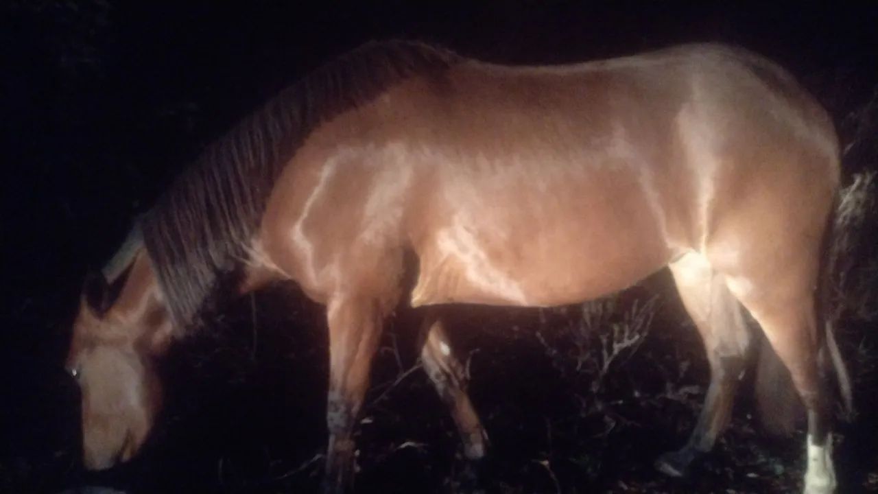Lindo Cavalo