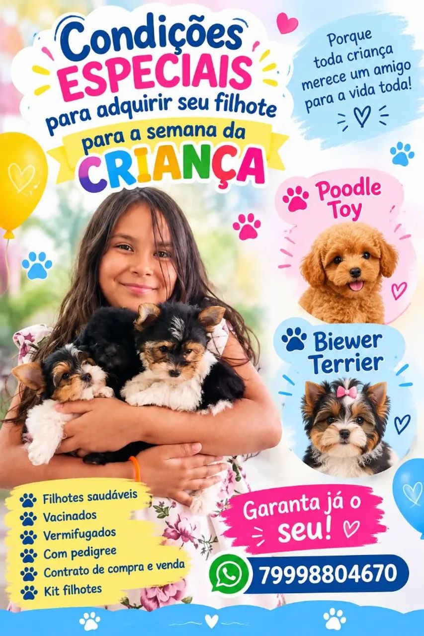 Filhotes de biewer Terrier 