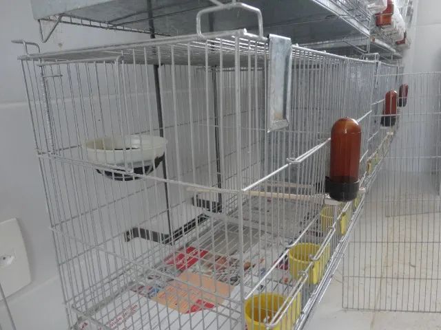 GAIOLA CRIADEIRA PARA CANÁRIOS DE COR E PORTE, AGAPORNIS, PERIQUITOS, ETC... - Foto 4
