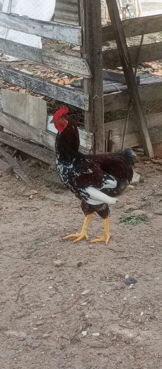 Frango GSB Exemplar de boa Genética com  105 dias de nascido  R$ 200,00 - Foto 3