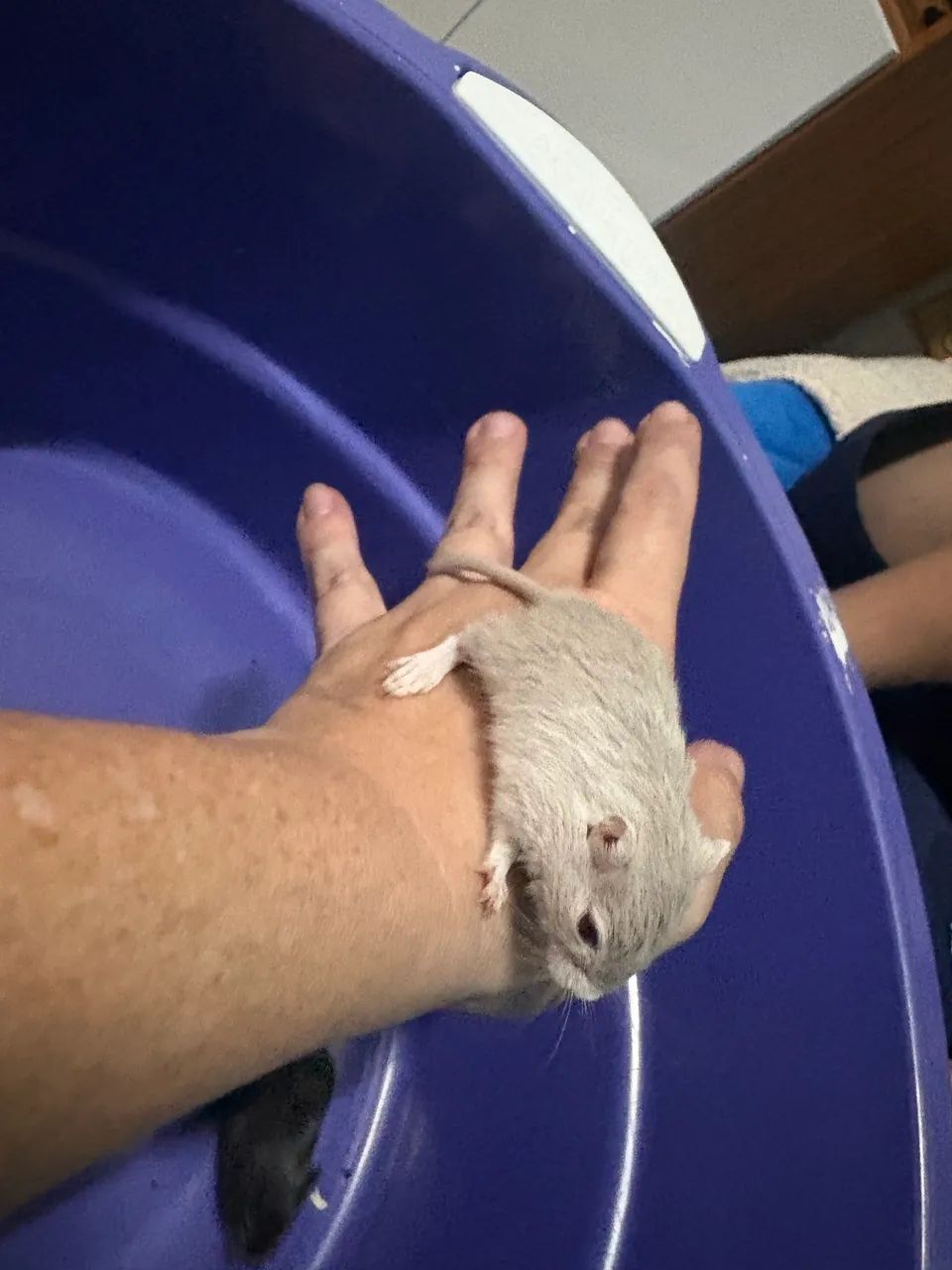 Esquilo da Mongólia Gerbil - Foto 4