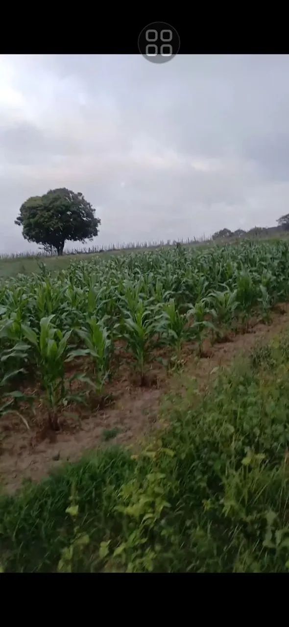 Terreno em canide de São francisco