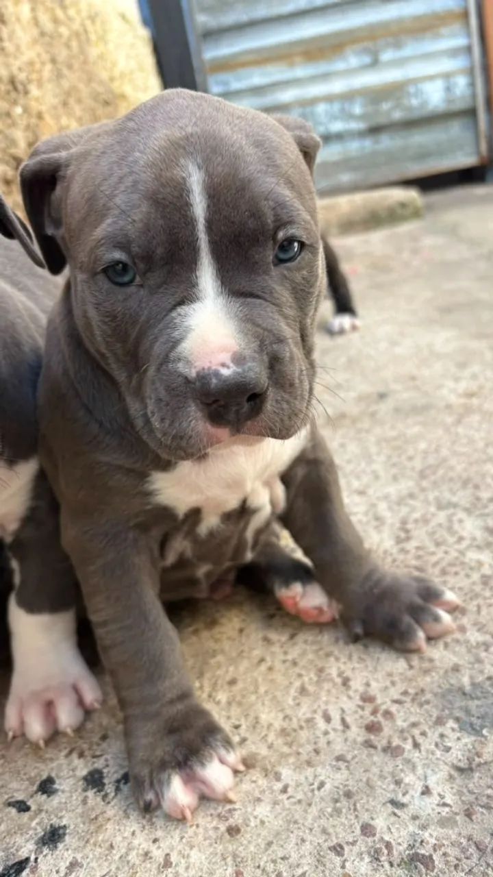 Animais  - Foto 2