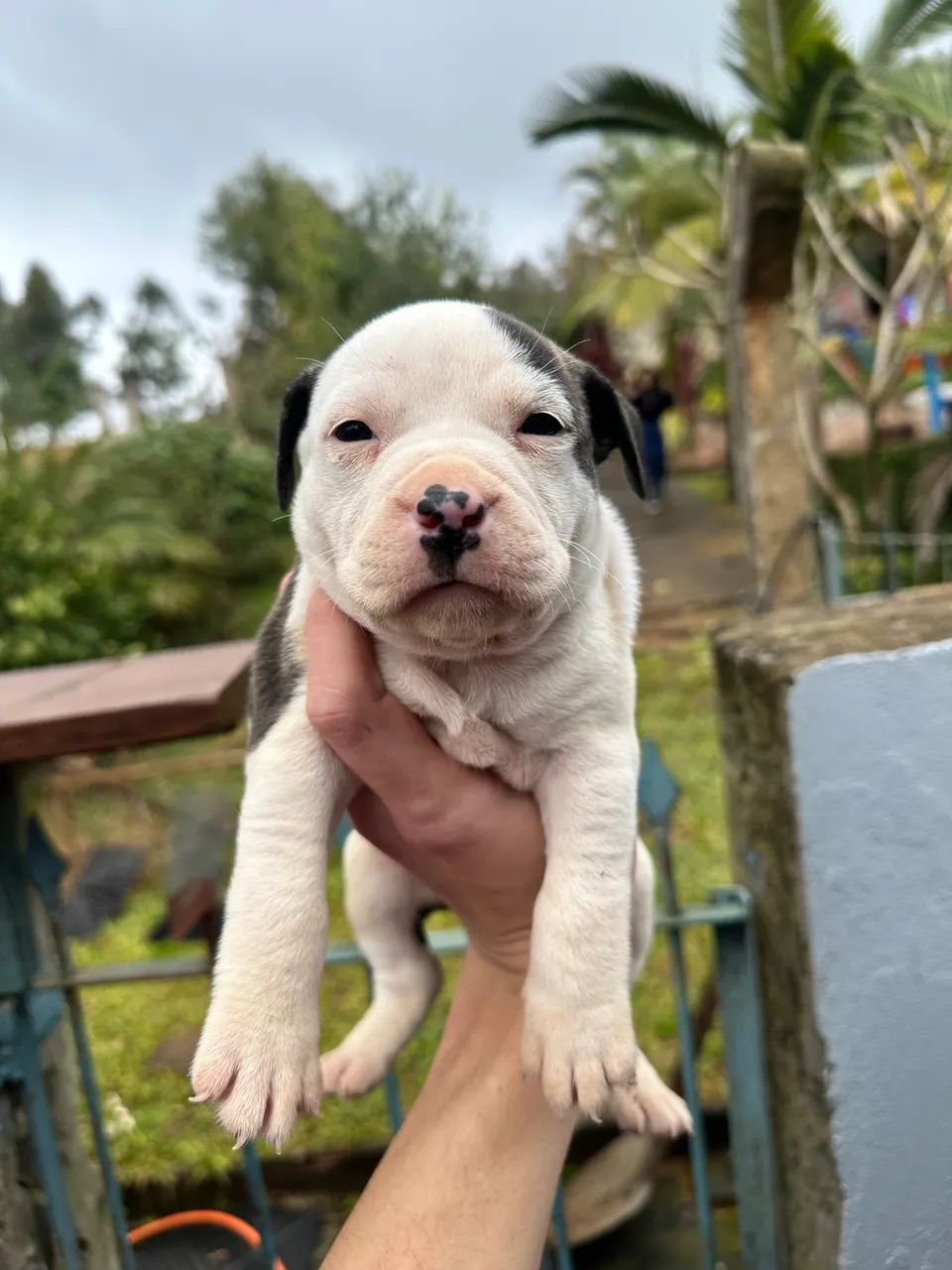 Pitbull AMSTAFF - Foto 3