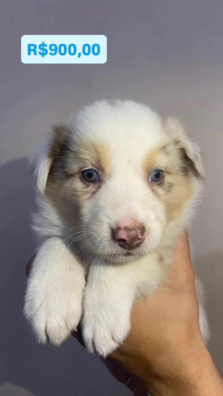Border collie 