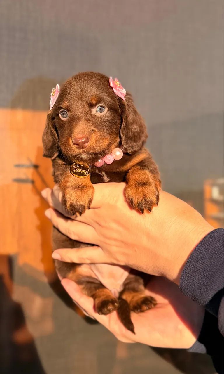 Dachshund pelo longo  - Foto 2