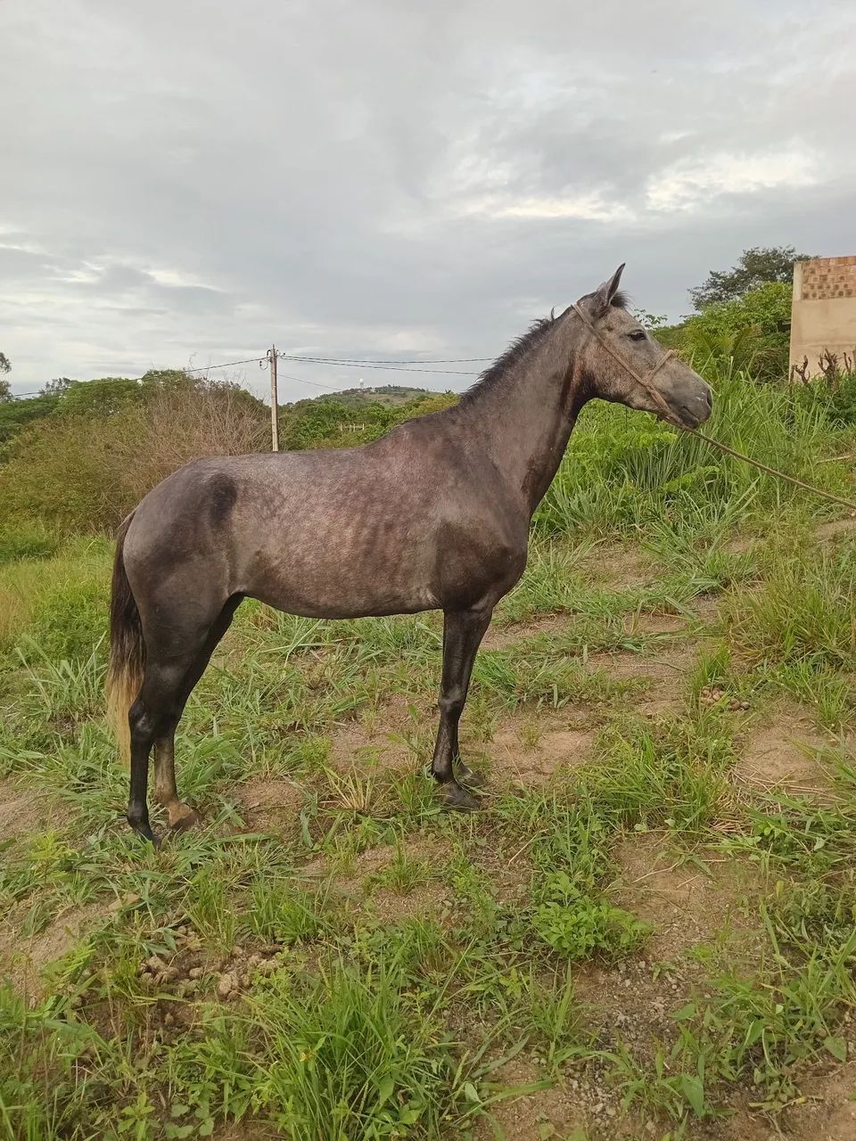 Vende-se e troca-se potra manga larga de marcha picada  - Foto 2