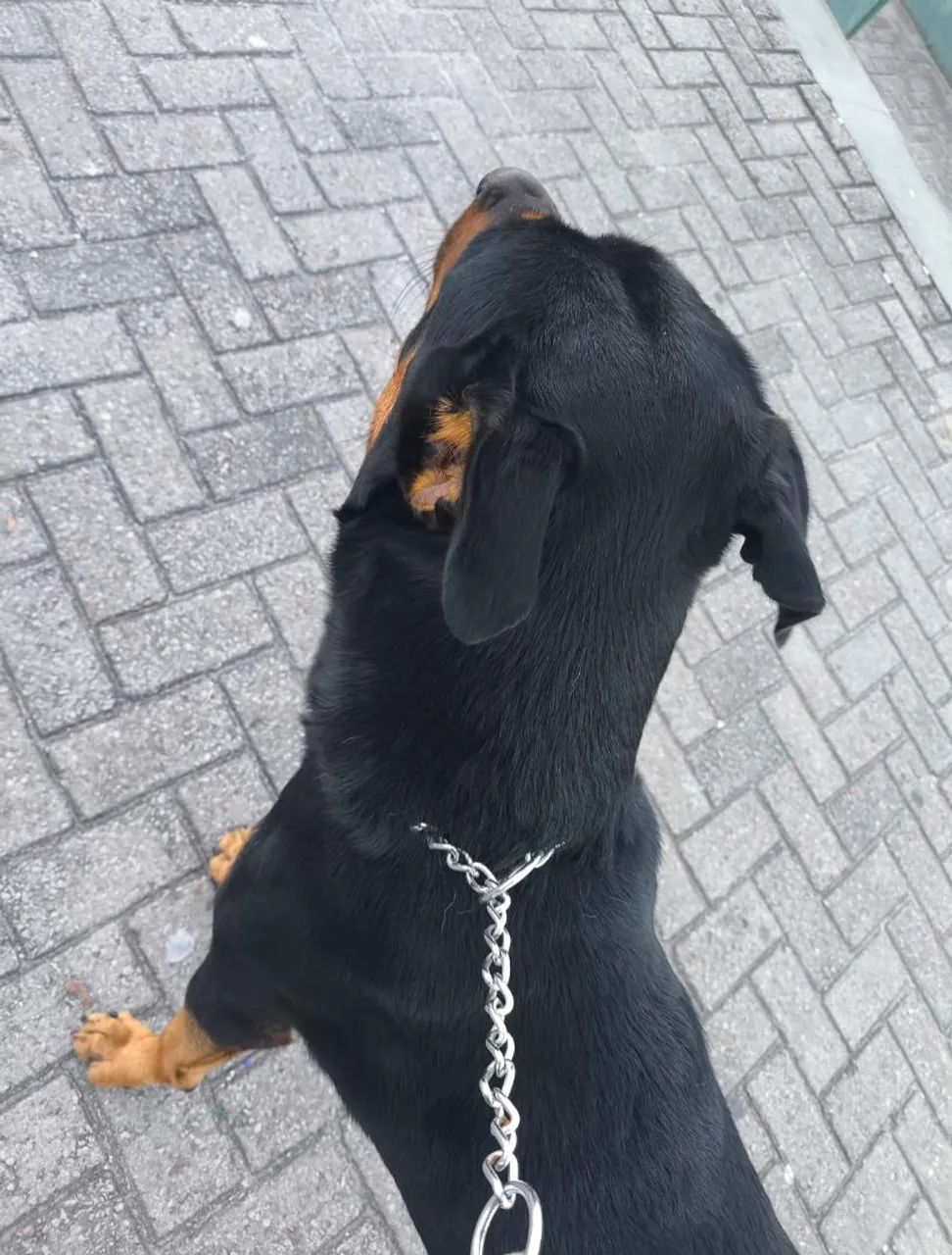 Doação de cachorro. - Foto 2
