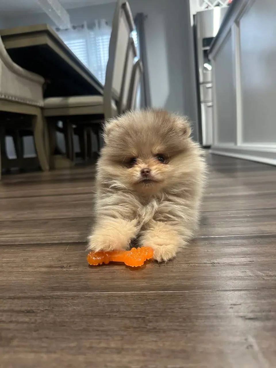 Spitz Alemão 
