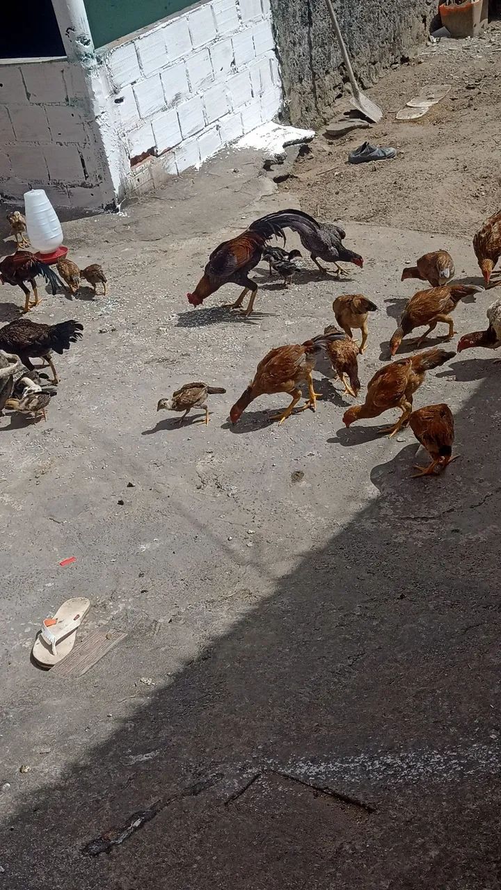Galinhas de raça  - Foto 4